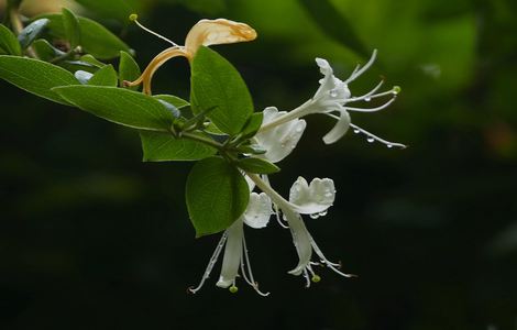 《夏洛特》樱花动漫