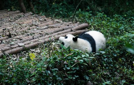 丫丫影院