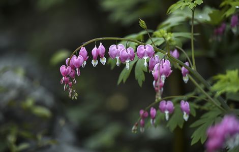 嗨动漫樱花动漫全集免费