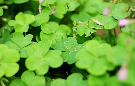 地下偶像樱花无删有声免费