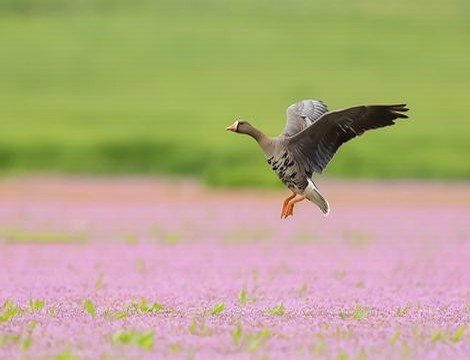 子宫掉出来了怎么治疗 老年人