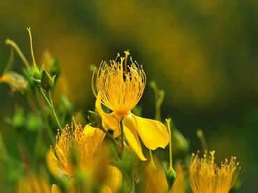 日本《领居漂亮的妻子》